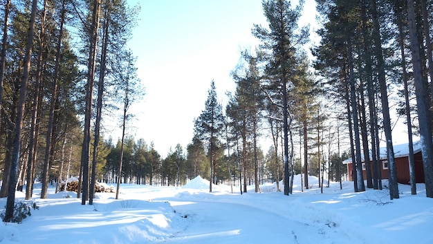 Incredibile foresta in Svezia con alberi e neve in una giornata di sole Luogo romantico Atmosfera natalizia