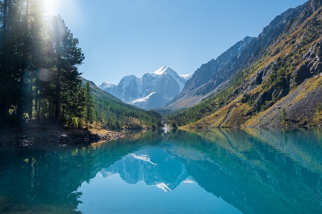 Incredibile lago di montagna limpido nella foresta tra abeti in una limpida giornata di sole. Paesaggio con lago turchese sullo sfondo di montagne innevate sotto il cielo blu. Lago Shavlin inferiore, Altai.