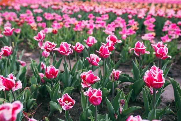 Incredibile modello di tulipani colorati in fiore all'aperto Natura fiori primaverili concetto di giardinaggio