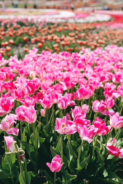 Incredibile modello di tulipani colorati in fiore all'aperto Natura fiori primaverili concetto di giardinaggio