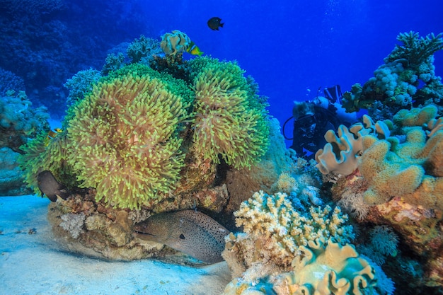 Incredibile mondo sottomarino del Mar Rosso