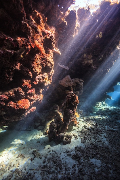 Incredibile mondo sottomarino del Mar Rosso