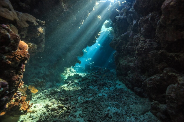 Incredibile mondo sottomarino del Mar Rosso