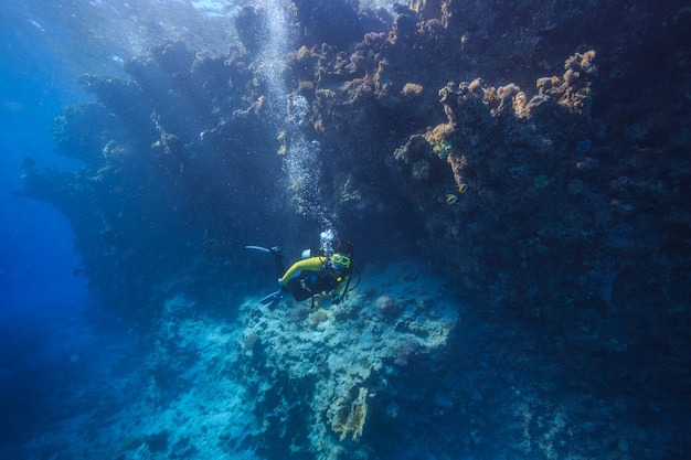 Incredibile mondo sottomarino del Mar Rosso