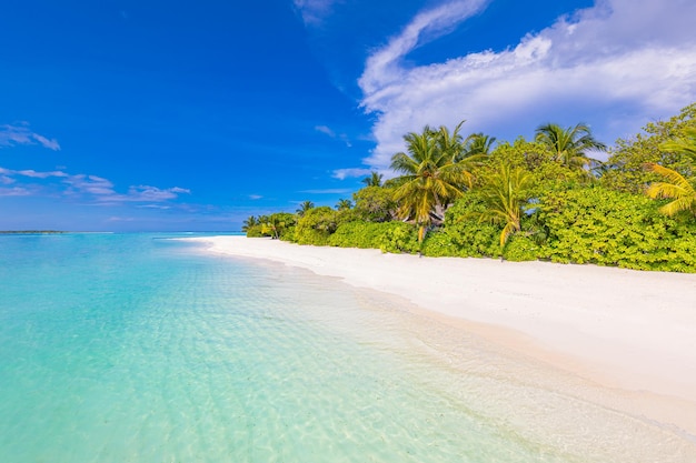 Incredibile natura spiaggia palme mare sabbia cielo Vacanze estive viaggio vacanze sfondo carta da parati