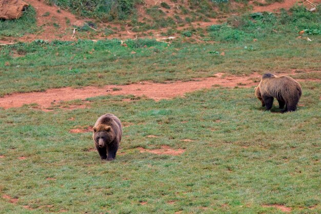 Incredibile orso maschio marrone