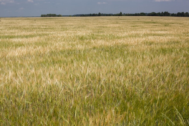 Incredibile paesaggio agricolo delle spighe del campo di grano dorato