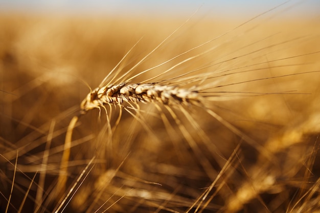 Incredibile paesaggio al tramonto dell'agricolturaRaccoglimento della natura di crescita Prodotto naturale del campo di grano