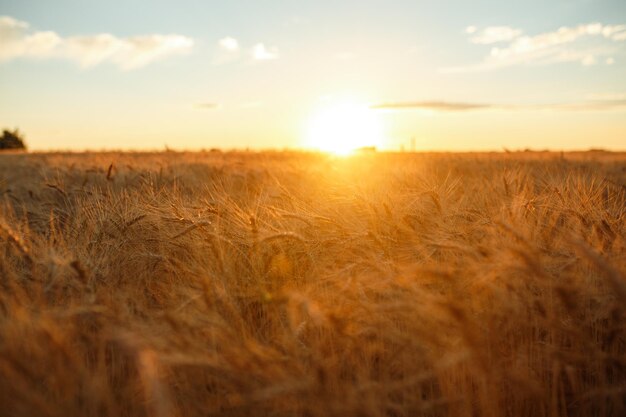 Incredibile paesaggio al tramonto dell'agricolturaRaccoglimento della natura di crescita Prodotto naturale del campo di grano