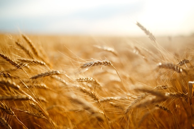 Incredibile paesaggio al tramonto dell'agricolturaRaccoglimento della natura di crescita Prodotto naturale del campo di grano