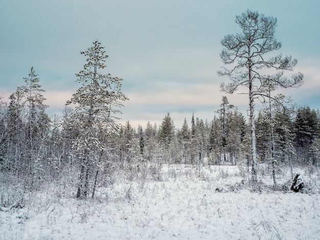 Incredibile paesaggio artico con alberi nella neve in una giornata polare. Penisola di Kola.