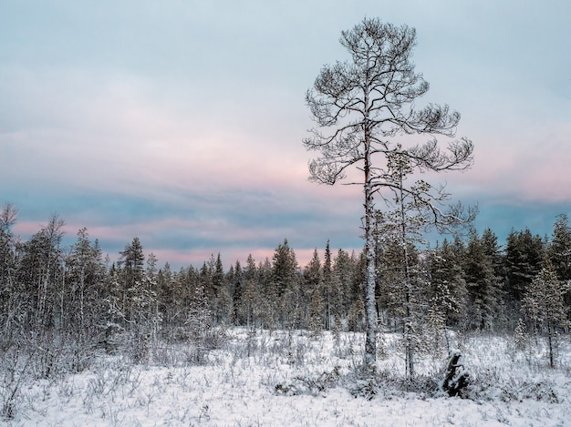 Incredibile paesaggio artico con un albero nella neve in una giornata polare.