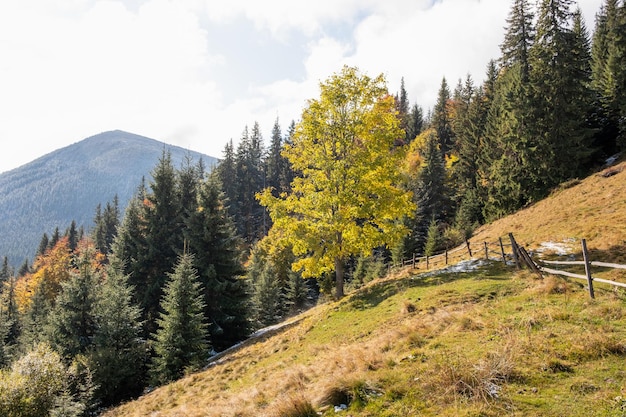 Incredibile paesaggio autunnale con alberi gialli in montagna Bella natura in autunno Ucraina Carpazi