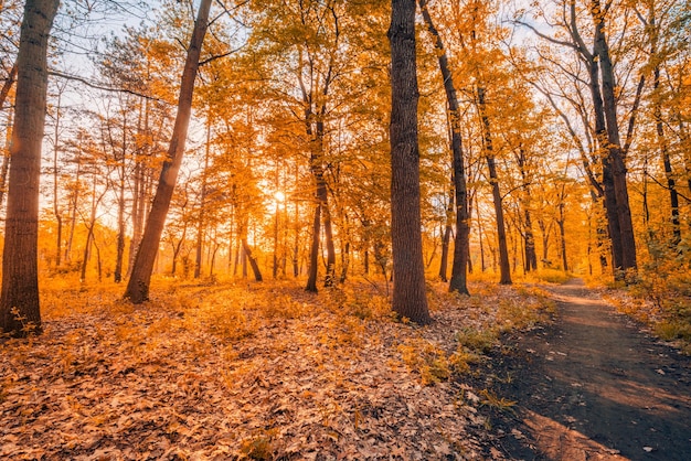 Incredibile paesaggio autunnale. Natura panoramica della foresta. Mattinata vivida nella foresta colorata con i raggi del sole