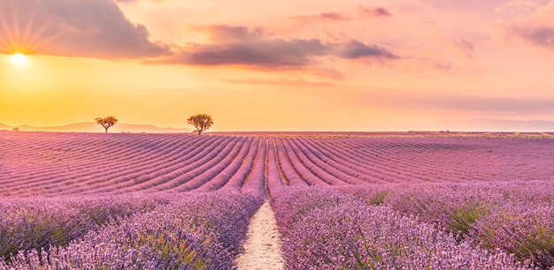 Incredibile paesaggio estivo. Paesaggio di tramonto estivo campo di lavanda vicino a Valensole. Provenza, Francia