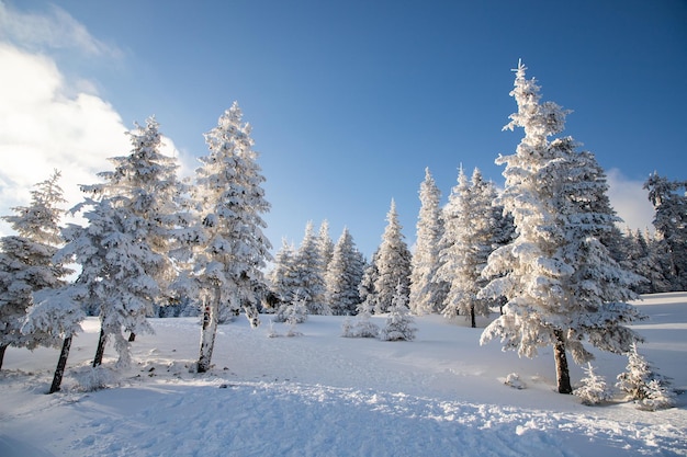 Incredibile paesaggio invernale con abeti innevati in montagna