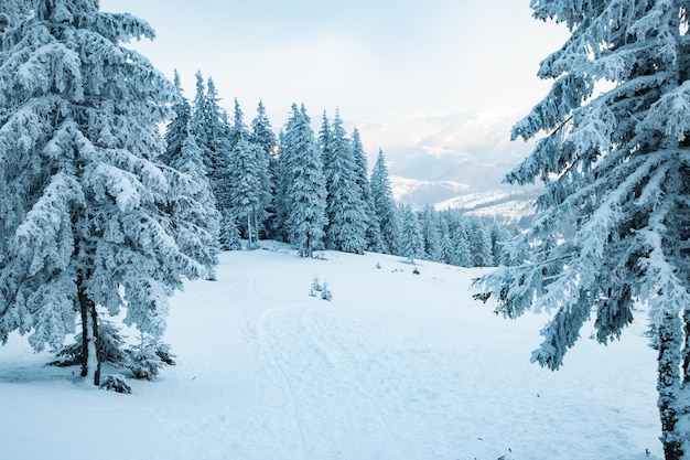 Incredibile paesaggio invernale con abeti innevati in montagna