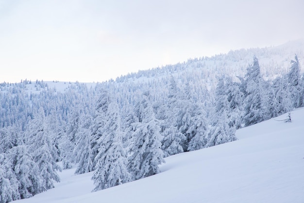 Incredibile paesaggio invernale con abeti innevati in montagna