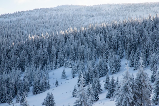 Incredibile paesaggio invernale con abeti innevati in montagna