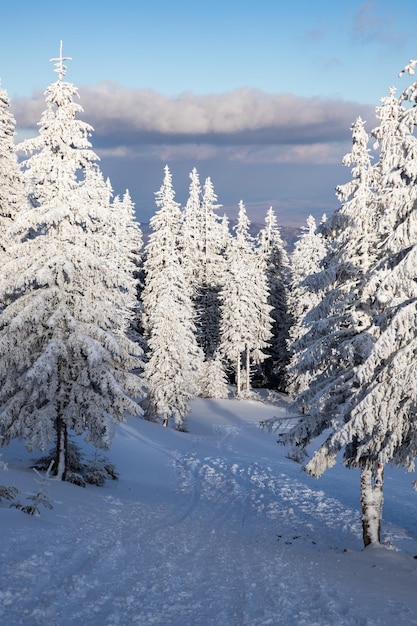 Incredibile paesaggio invernale con abeti innevati in montagna