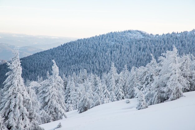 Incredibile paesaggio invernale con abeti innevati in montagna