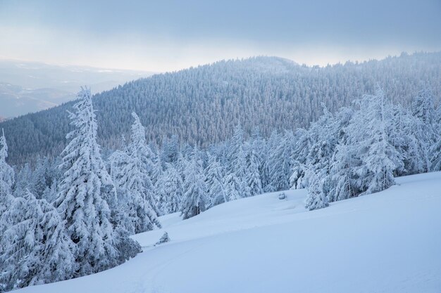 Incredibile paesaggio invernale con abeti innevati in montagna