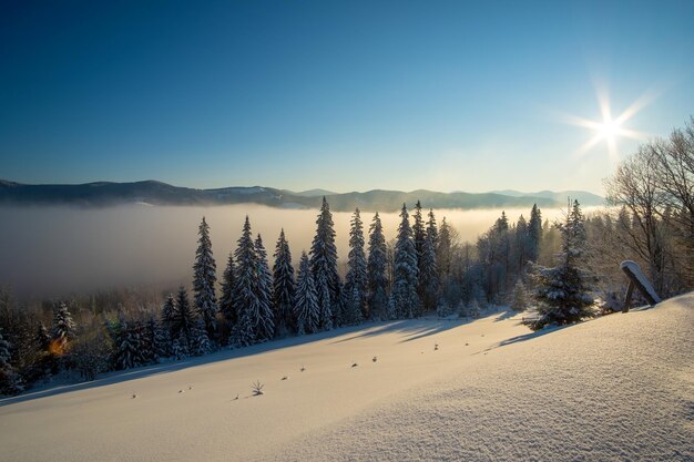 Incredibile paesaggio invernale con alberi di pino della foresta innevata nelle fredde montagne nebbiose all'alba