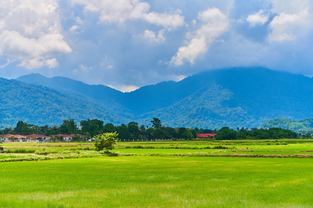 Incredibile paesaggio naturale asiatico. Campo di riso verde enorme con le montagne dietro.