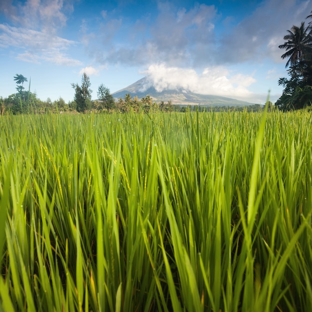 Incredibile paesaggio vulcanico. Il famoso vulcano di forma classica di Mayon e la nuvola che incombe su di esso nella verde vallata.