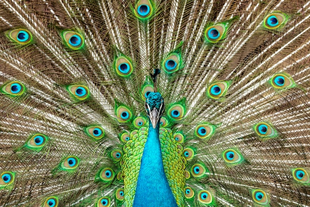 Incredibile pavone maschio indiano (Pavo cristatus).