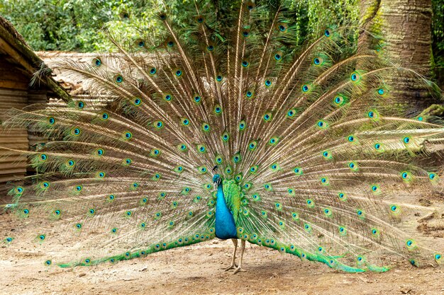 Incredibile pavone maschio indiano (Pavo cristatus).