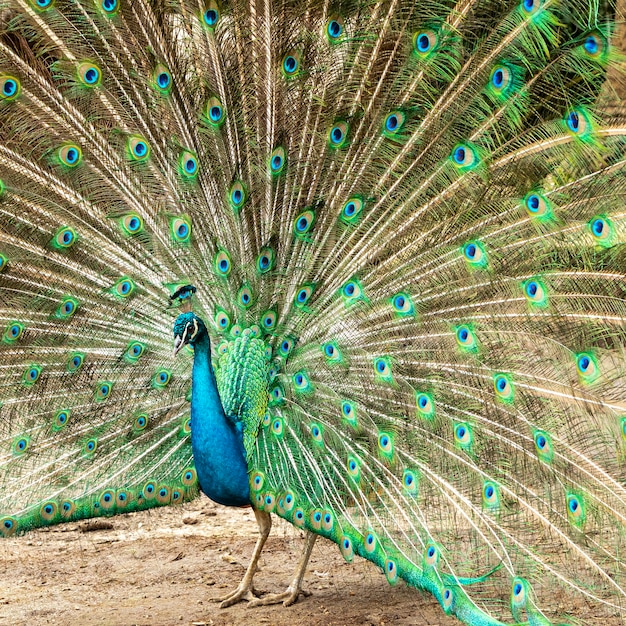 Incredibile pavone maschio indiano (Pavo cristatus).