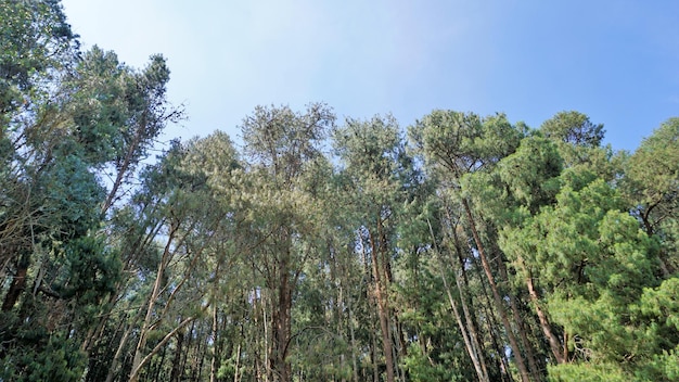 Incredibile pineta di Ooty Tamilnadu India