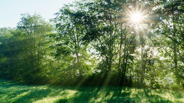 Incredibile prato estivo mistico della foresta e raggi di sole attraverso gli alberi Concetto di bellezza della natura