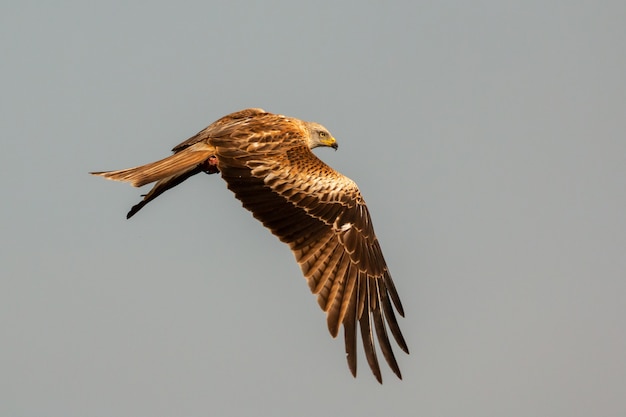 Incredibile rapace in volo