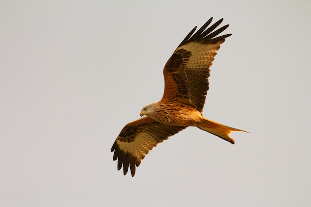 Incredibile rapace in volo