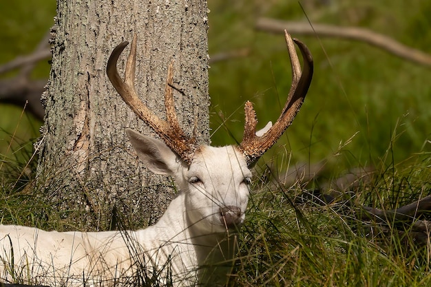 Incredibile raro cervo albino dalla coda bianca