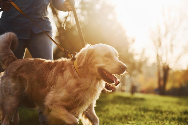 Incredibile sole La donna fa una passeggiata con due cani Golden Retriever nel parco