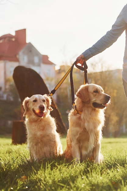 Incredibile sole La donna fa una passeggiata con due cani Golden Retriever nel parco