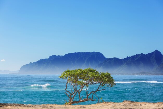 Incredibile spiaggia hawaiana