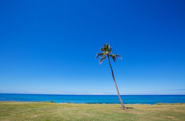 Incredibile spiaggia hawaiana