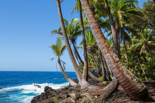 Incredibile spiaggia hawaiana