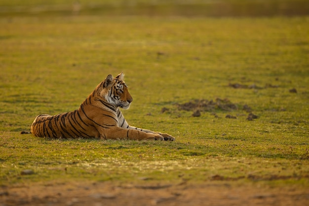 Incredibile tigre del Bengala nella natura