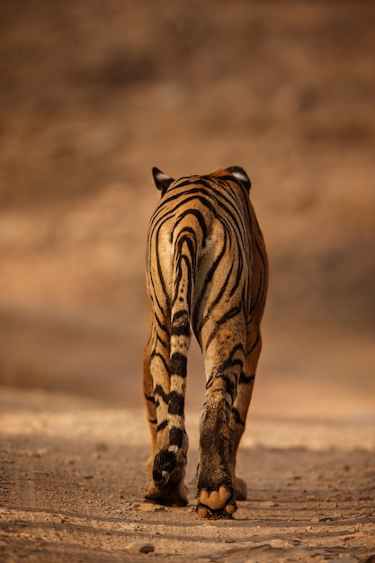 Incredibile tigre del Bengala nella natura