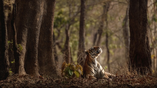 Incredibile tigre del Bengala nella natura