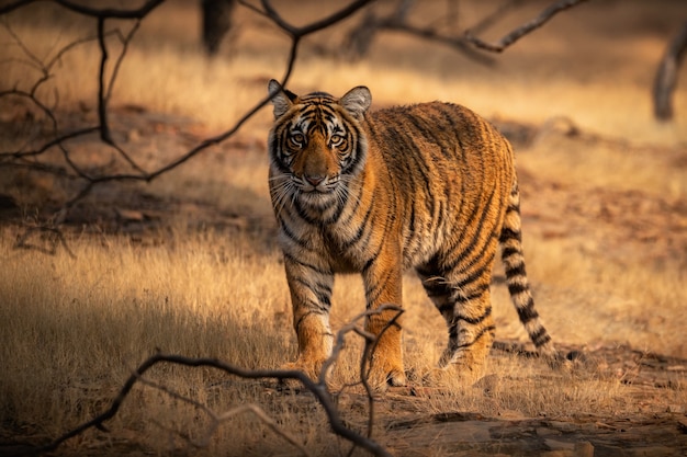 Incredibile tigre del Bengala nella natura