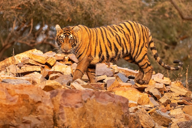 Incredibile tigre del Bengala nella natura