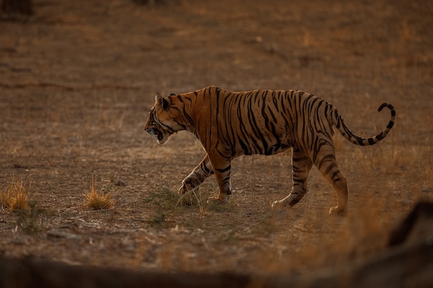 Incredibile tigre del Bengala nella natura