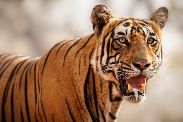 Incredibile tigre del Bengala nella natura