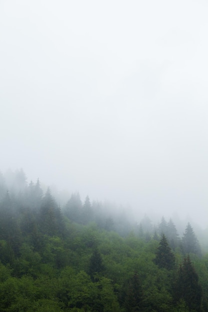 Incredibile vista dall'alto della foresta verde sulla collina con nebbia sopra di essa in estate